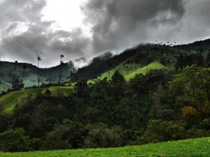 colombie vallée de cocora