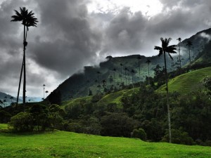 colombie vallée de cocora