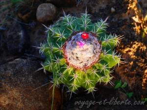 colombie désert de tatacoa