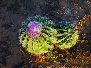 colombie désert de tatacoa