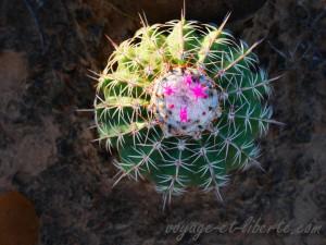 colombie désert de tatacoa