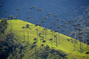 colombie vallée de cocora