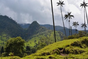 colombie vallée de cocora