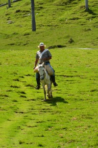 colombie vallée de cocora