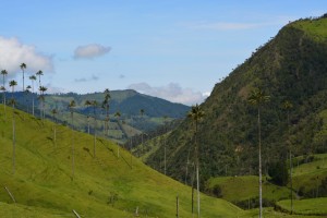 colombie vallée de cocora
