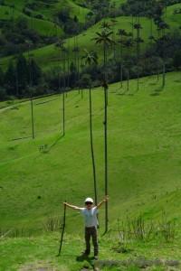 colombie vallée de cocora