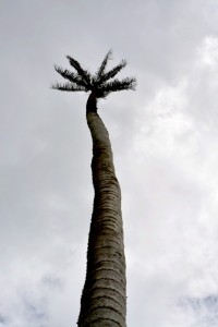 colombie vallée de cocora