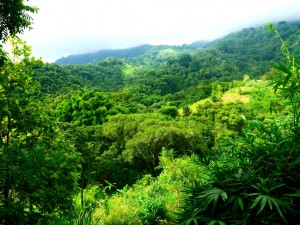colombie minca