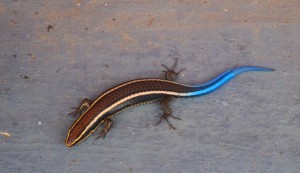 colombie minca