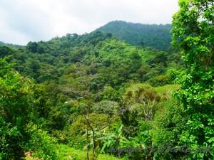 colombie minca