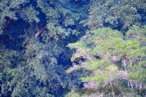 profil d'être de la nature