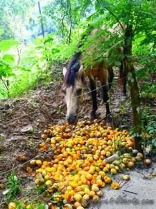 Y a tellement de mangues dans ce pays, que ce sont les chevaux qui mangent l'excédent !