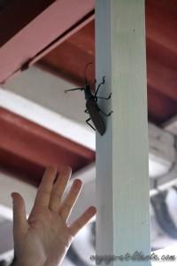 Disons qu'il est juste un peu plus gros que la moyenne !