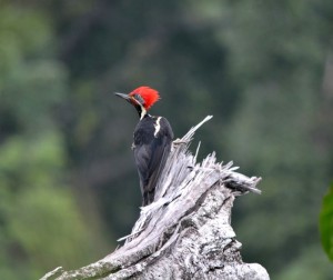 colombie minca
