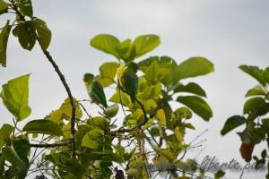 colombie minca