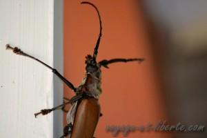 Comment ça, c'est un banal coléoptère ?