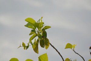 colombie minca