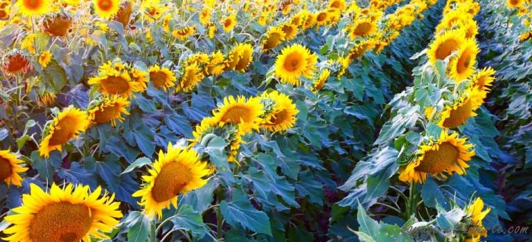 Vous quittez la France ? Mais quelle idée ?!