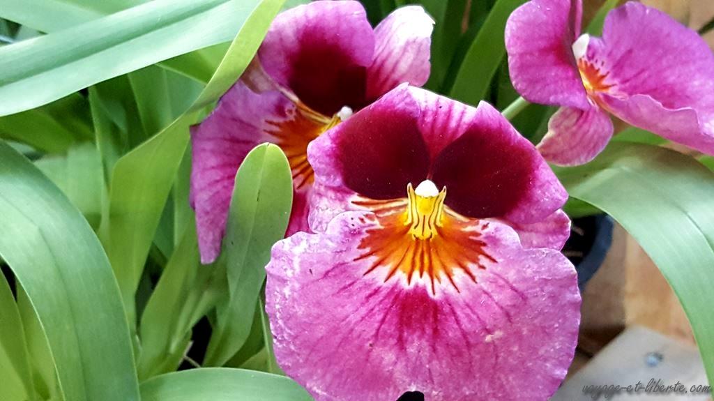 colombie fête de fleurs