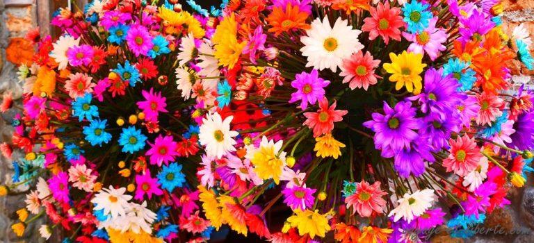 Medellin fête les fleurs