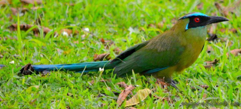 Vol au-dessus d&rsquo;un nid de coucous