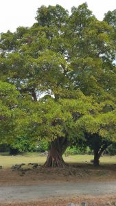 panama viejo