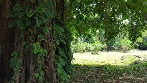 panama viejo