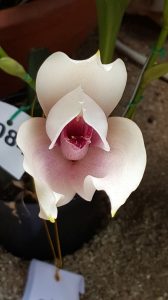 Medellin fête des fleurs 2018