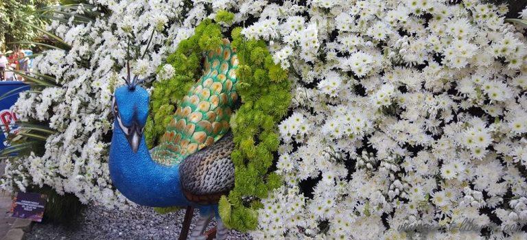 Medellin fête des fleurs 2018