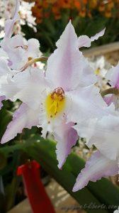 Medellin fête des fleurs 2018