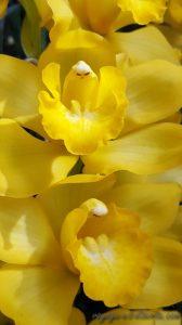 Medellin fête des fleurs 2018