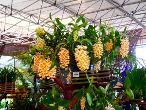 Medellin fête des fleurs 2018