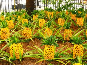 Medellin fête des fleurs 2018