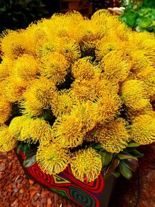 Medellin fête des fleurs 2018