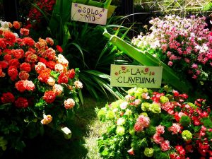 Medellin fête des fleurs 2018