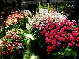 Medellin fête des fleurs 2018