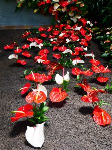 Medellin fête des fleurs 2018