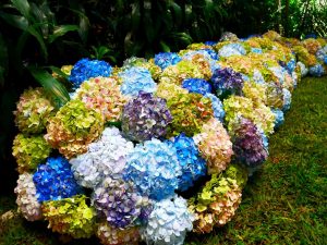 Medellin fête des fleurs 2018