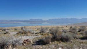 USA, Salt lake city, antelop island