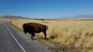 USA, Salt lake city, antelop island