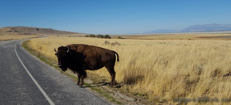 USA, Salt lake city, antelop island