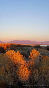 USA, Salt lake city, antelop island