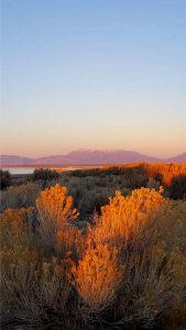USA, Salt lake city, antelop island