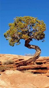 USA, Canyonlands