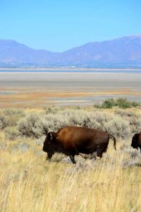 USA, Salt lake city, antelop island