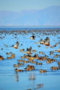 USA, Salt lake city, antelop island