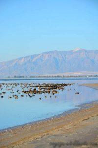 USA, Salt lake city, antelop island