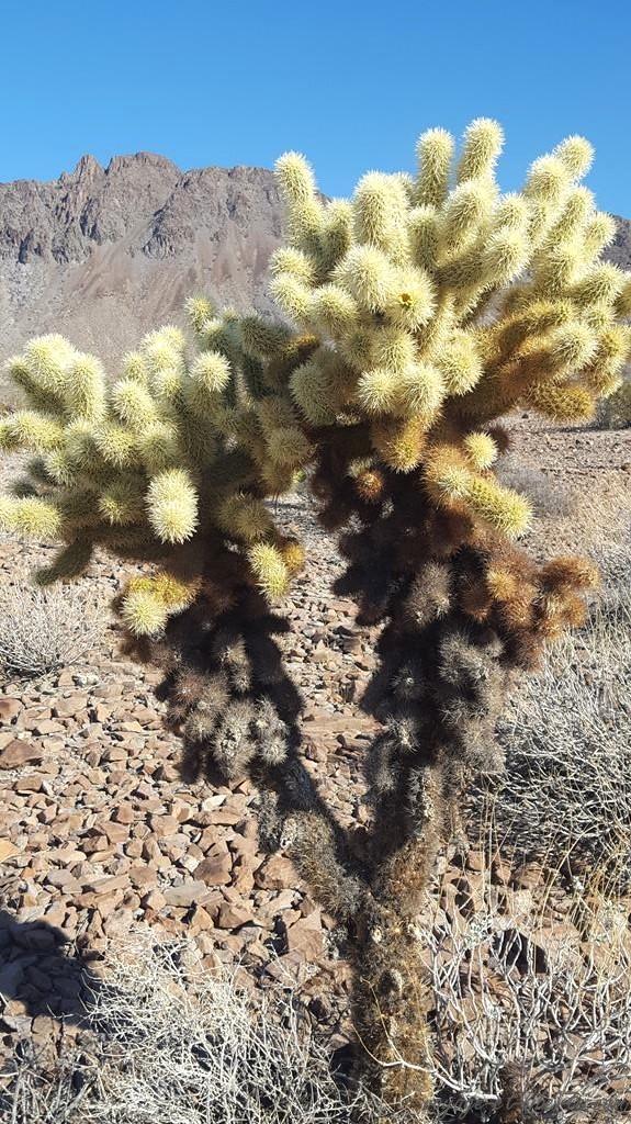 USA, Oatman, road 66, route 66