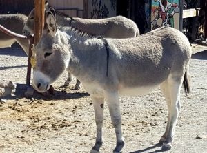 USA, Oatman, road 66, route 66