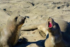 USA, California, piedra bianca, lion sea